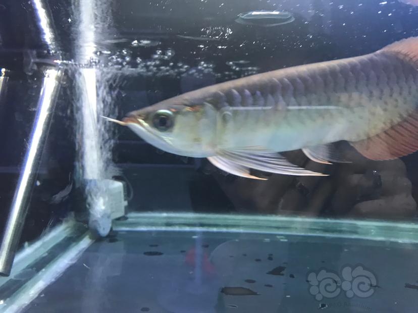 龙鱼 印尼红龙23cm 泡泡水族