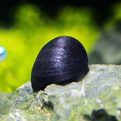 喜迎国庆,苹果螺200只42元特惠价出售