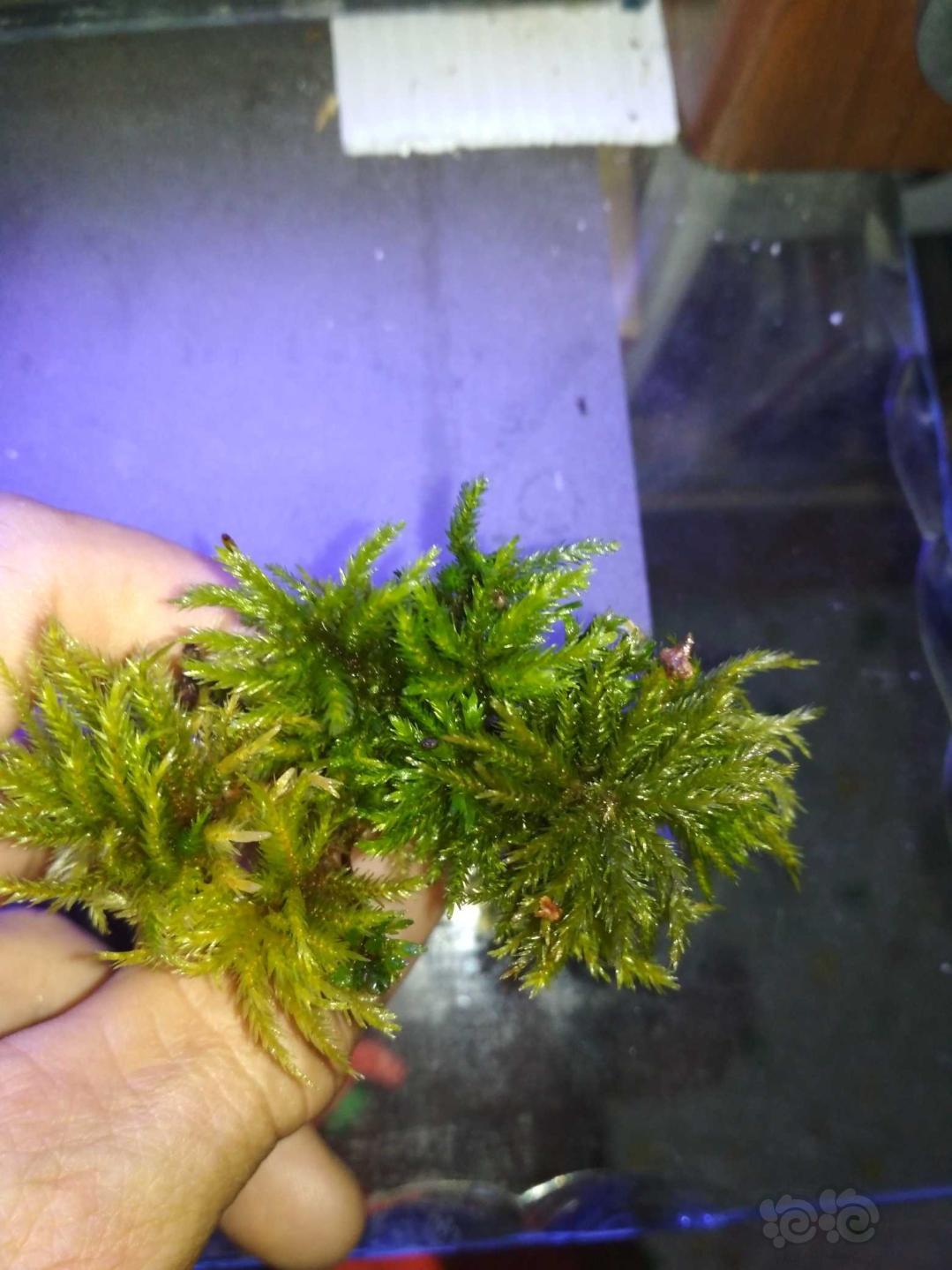 苔藓万年藓苔藓之王棕榈莫斯
