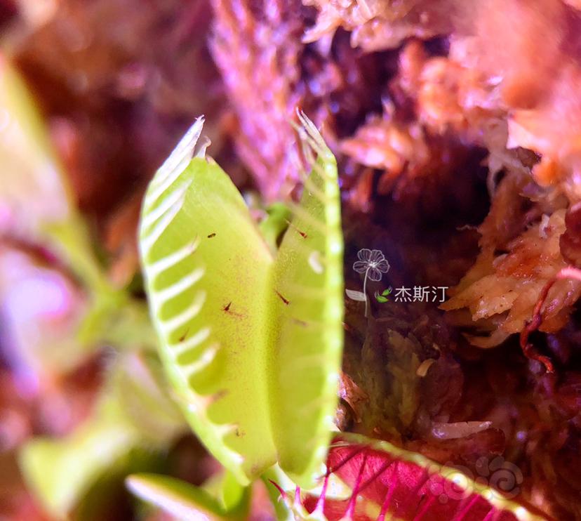 【食虫】漂亮的食虫植物-图2