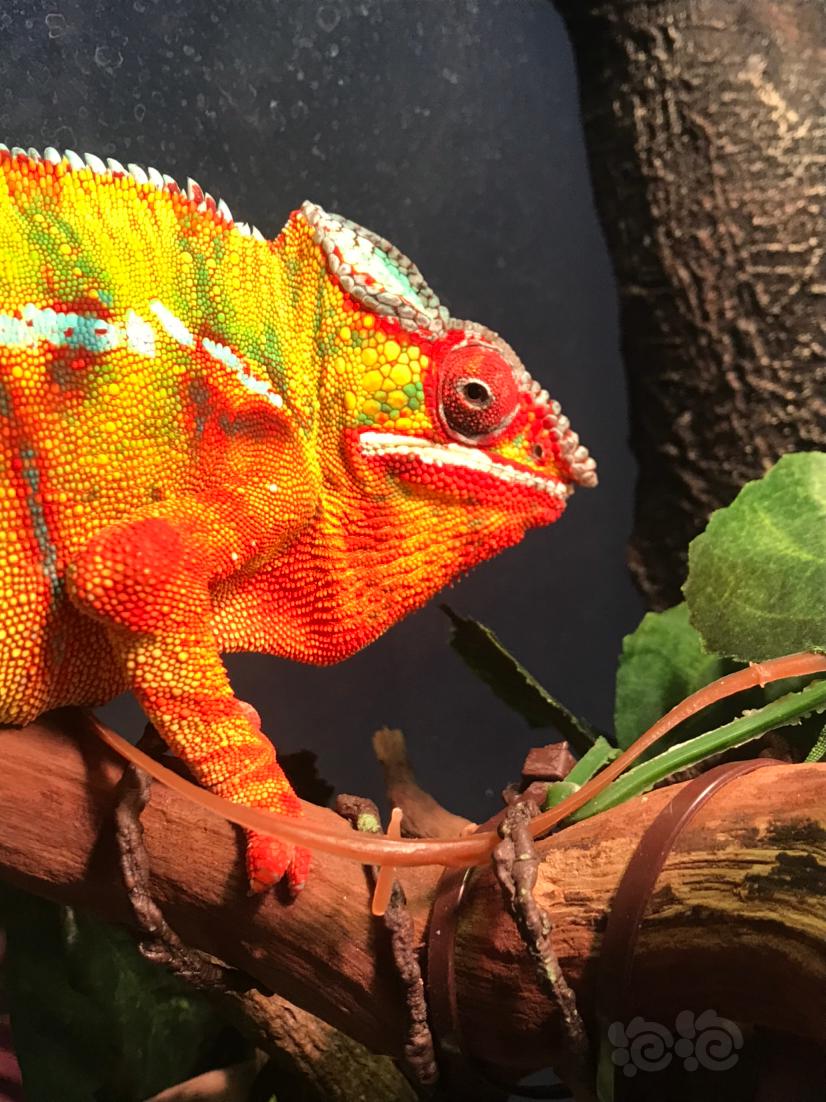 七彩变色龙 安比