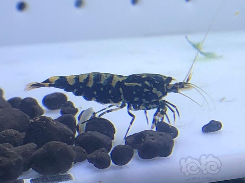 【虾】2019-10-13#RMB拍卖#黑银河水晶虾一份3只-图2