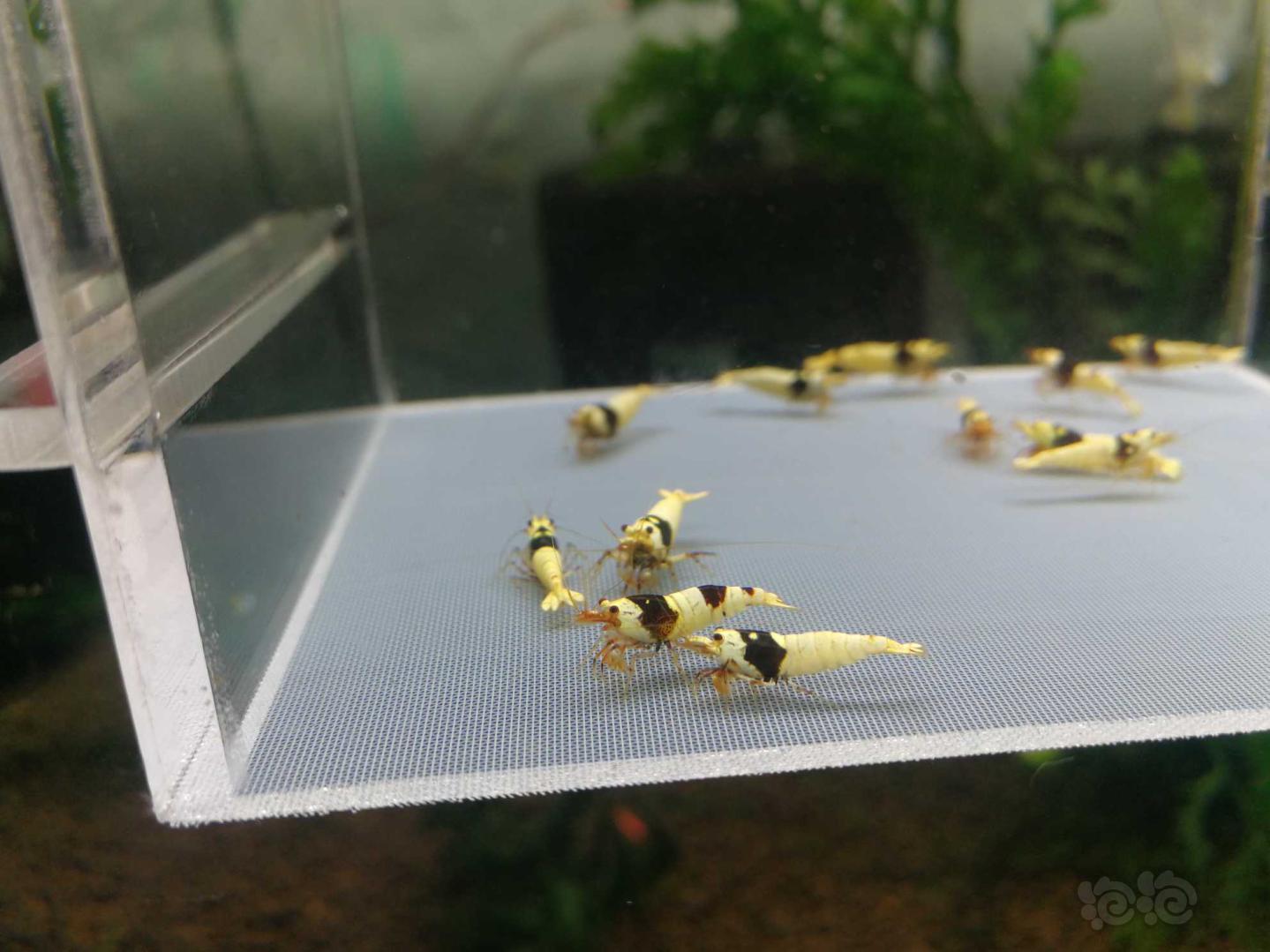 【虾】2019-10-12#RMB拍卖黑白水晶虾12只-图4
