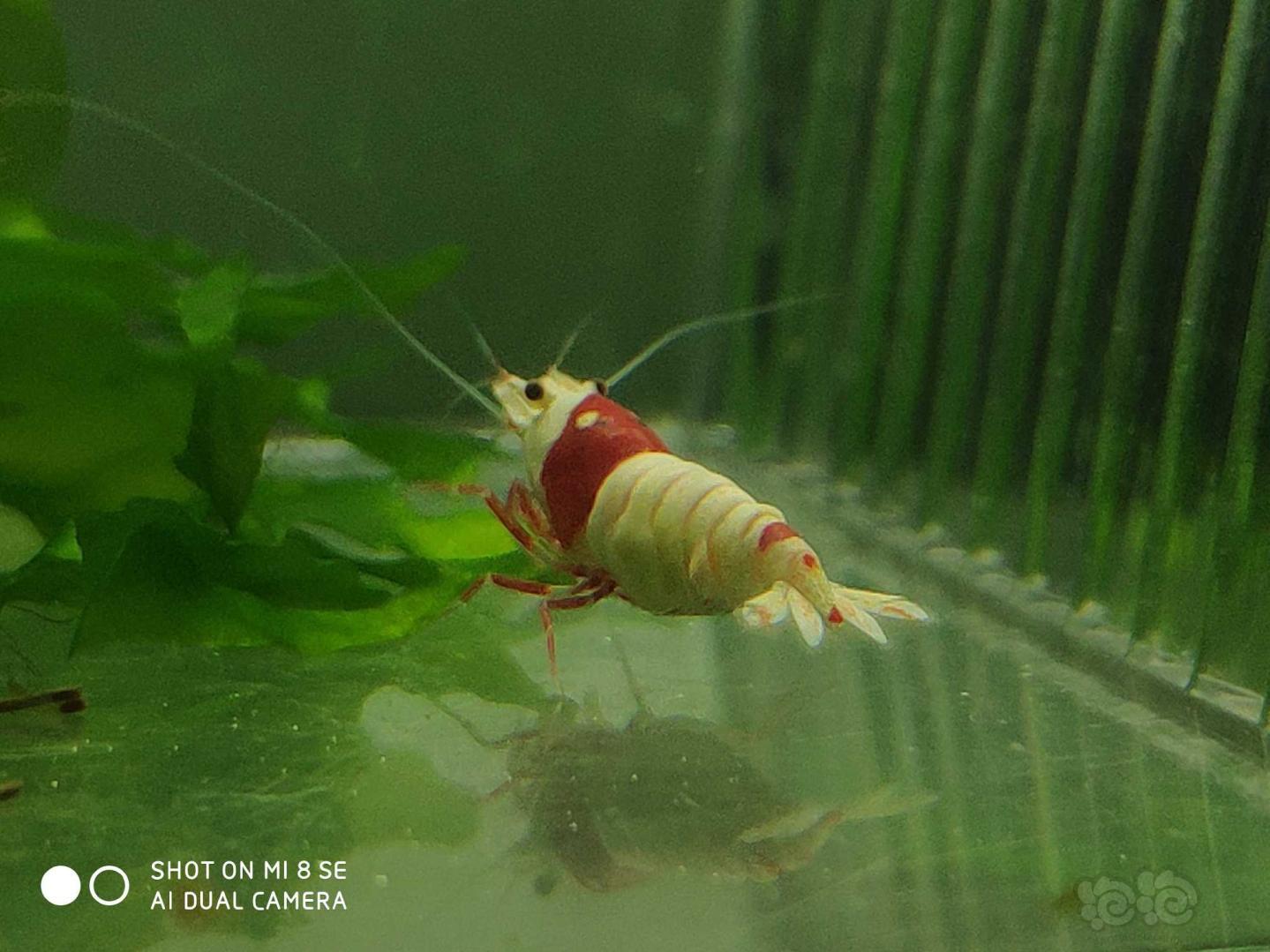 【虾】2019-10-05#RMB拍卖纯血红白系统虾4只(2公2母1.4-1.6cm左右大小，名家血-图5