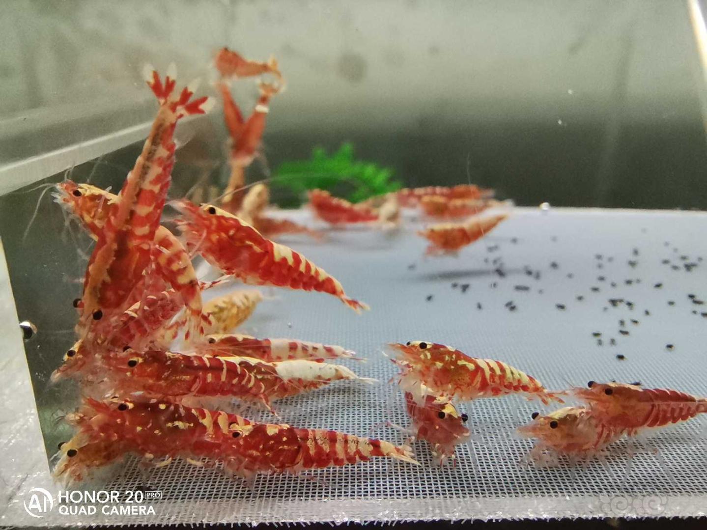 【虾】2019-10-23#RMB拍卖红银河淘汰公虾一份50只-图1