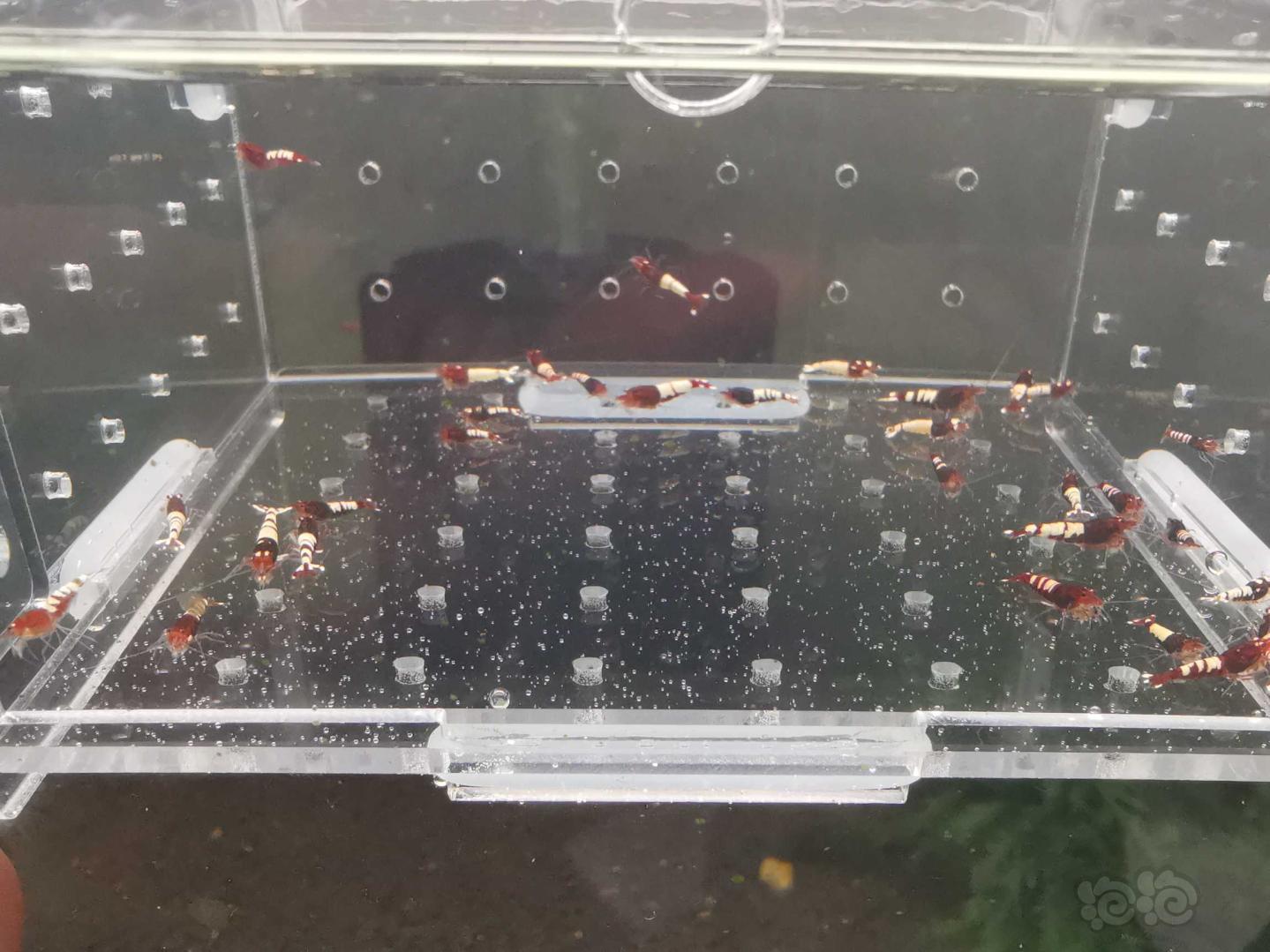 【虾】2019-10-31#RMB拍卖#姘头水晶虾一份30只-图1