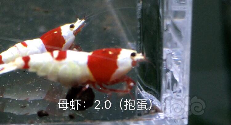 【虾】2019-10-21#RMB拍卖红白水晶虾十一只-图5