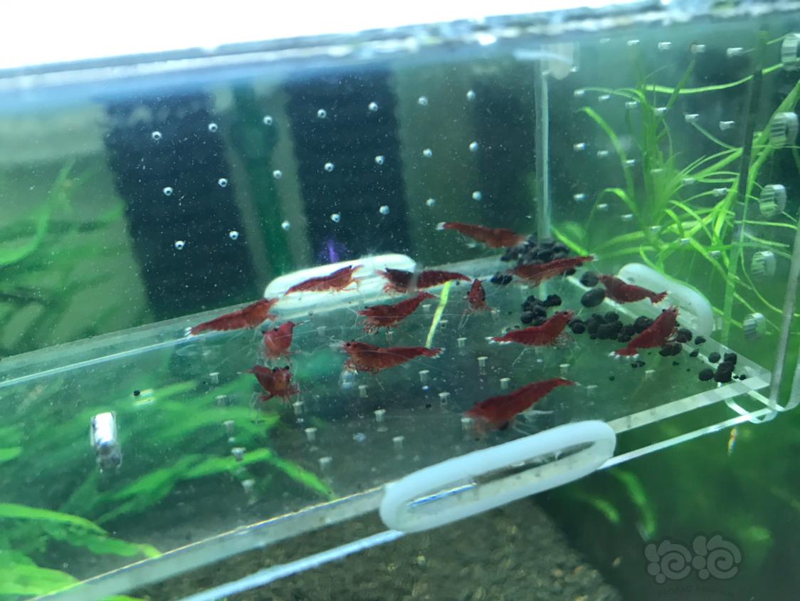 【虾】2019-10-15#RMB拍卖全红红钻公虾一份15只-图7