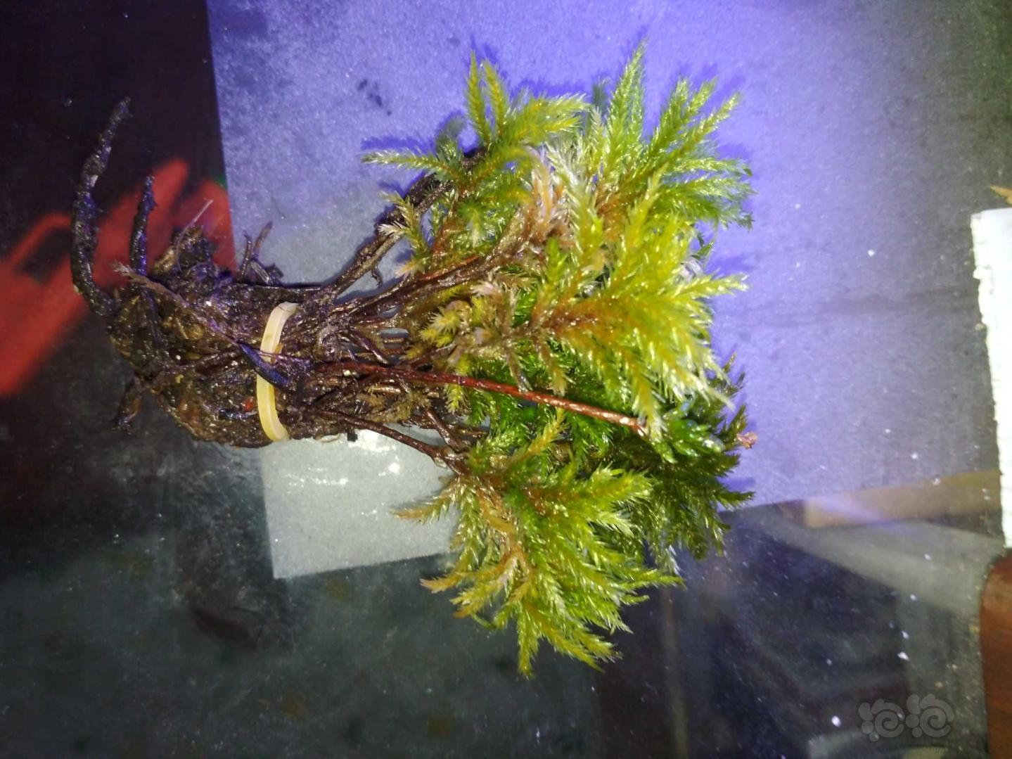 苔藓万年藓苔藓之王棕榈莫斯