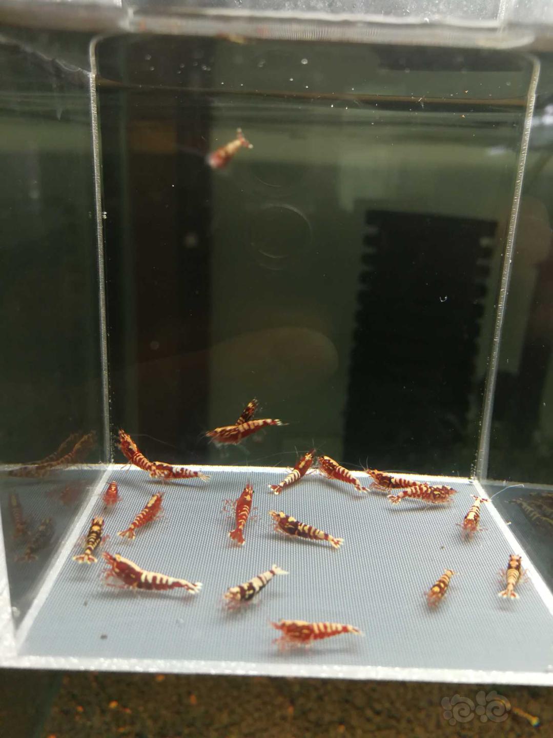 【虾】2019-10-12#RMB拍卖红银河鱼骨幼虾20只-图6