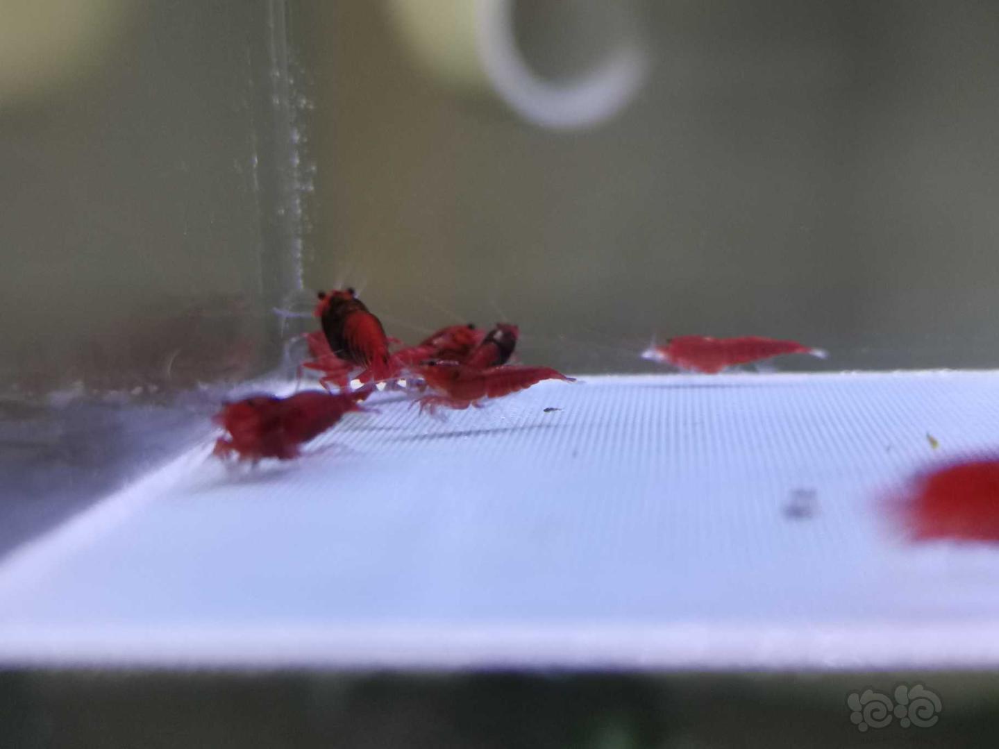 【虾】2019-10-19#RMB拍卖全红红钻水晶虾10只+2公-图8