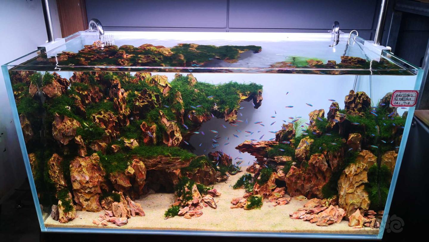 补一个90松皮石造景