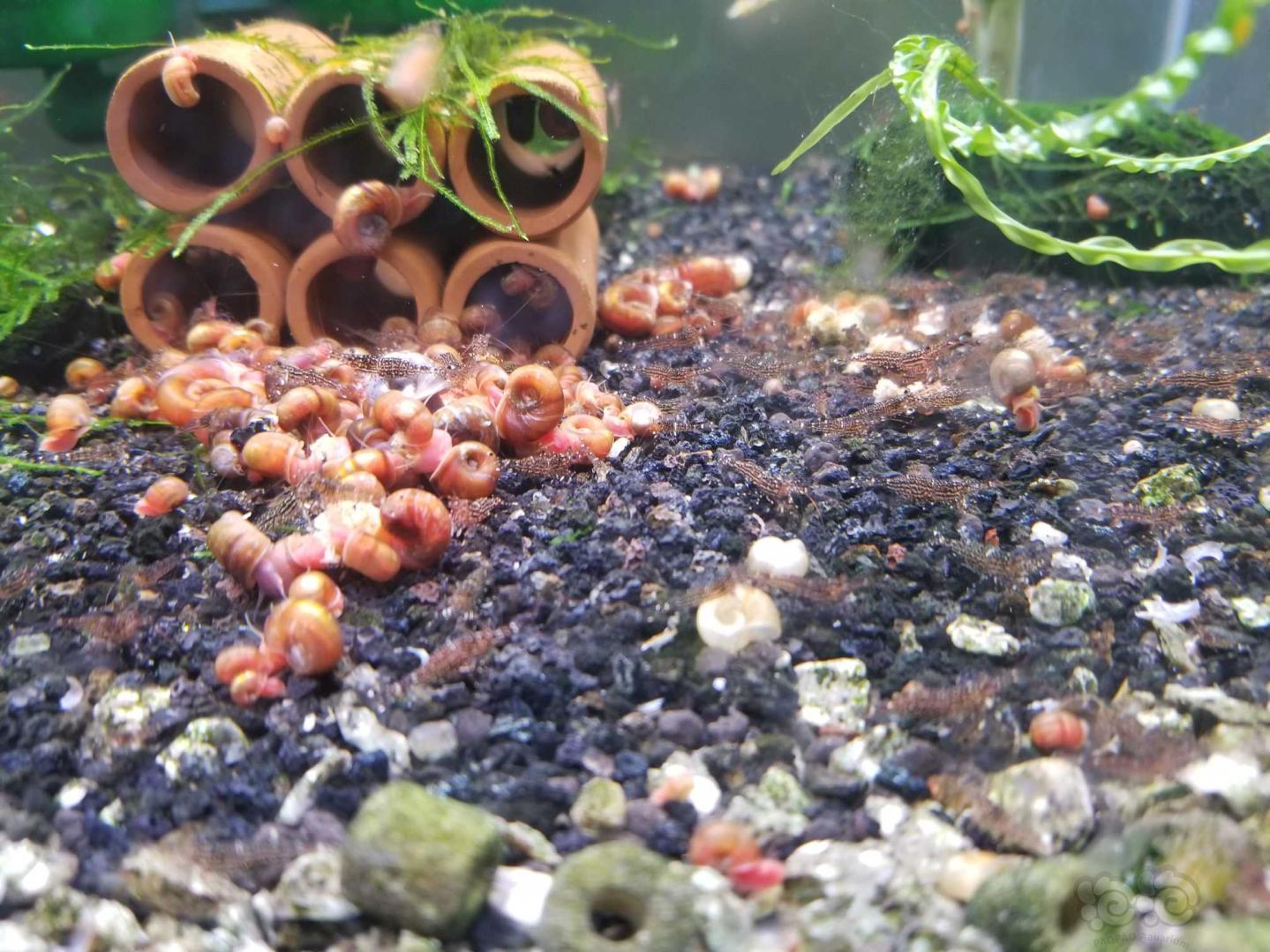 晒晒虾缸里的苹果螺