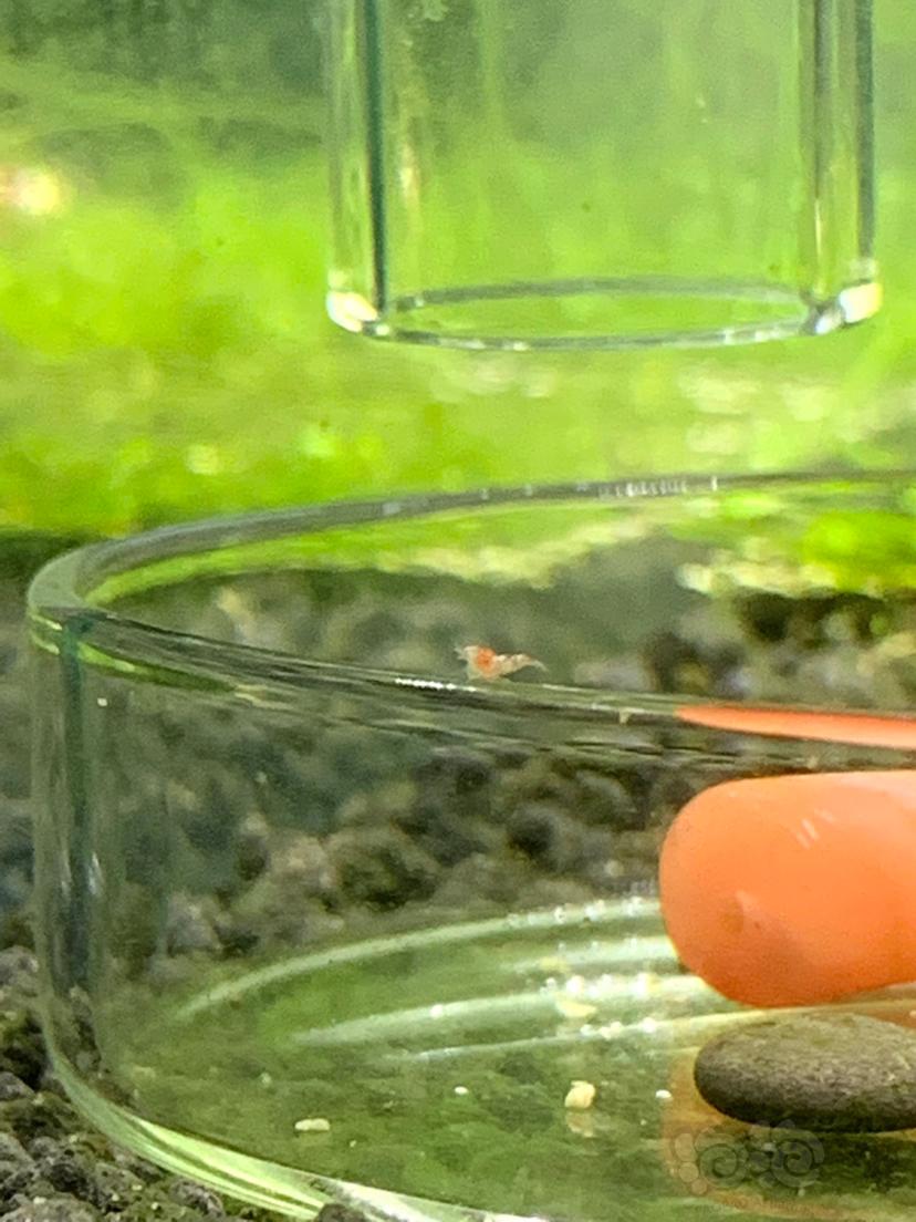 红白经典水晶虾，开缸两个月整-图2