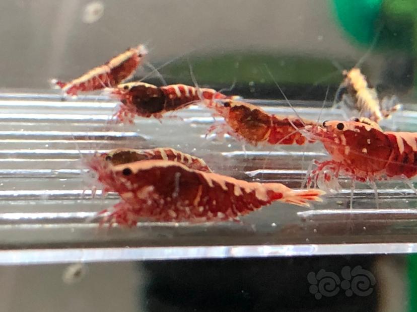 【虾】2019-10-21#RMB拍卖红银河水晶虾十二只-图9