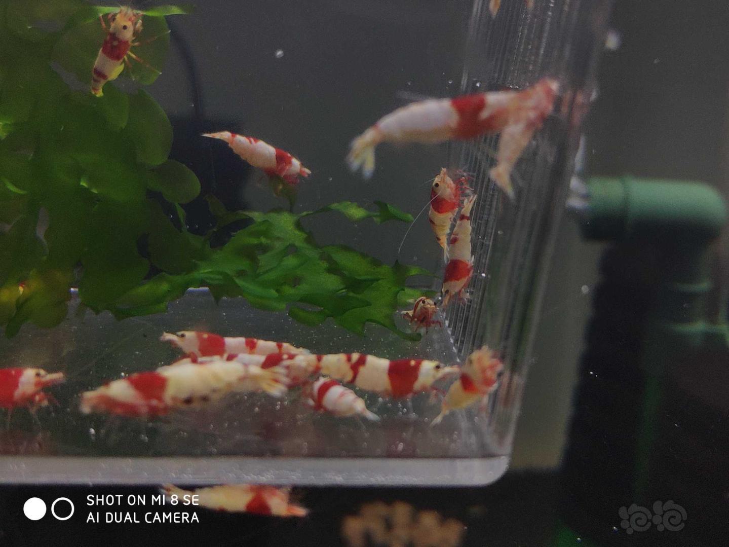 【虾】2019-10-21#RMB拍卖纯血红白提纯缸里挑出的淘汰虾40只(0.8-1.5Cm左右)-图8