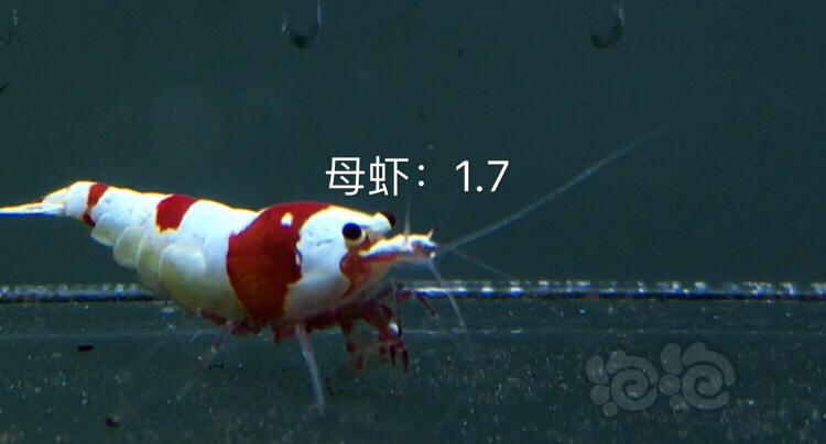 【虾】2019-10-21#RMB拍卖红白水晶虾十一只-图6