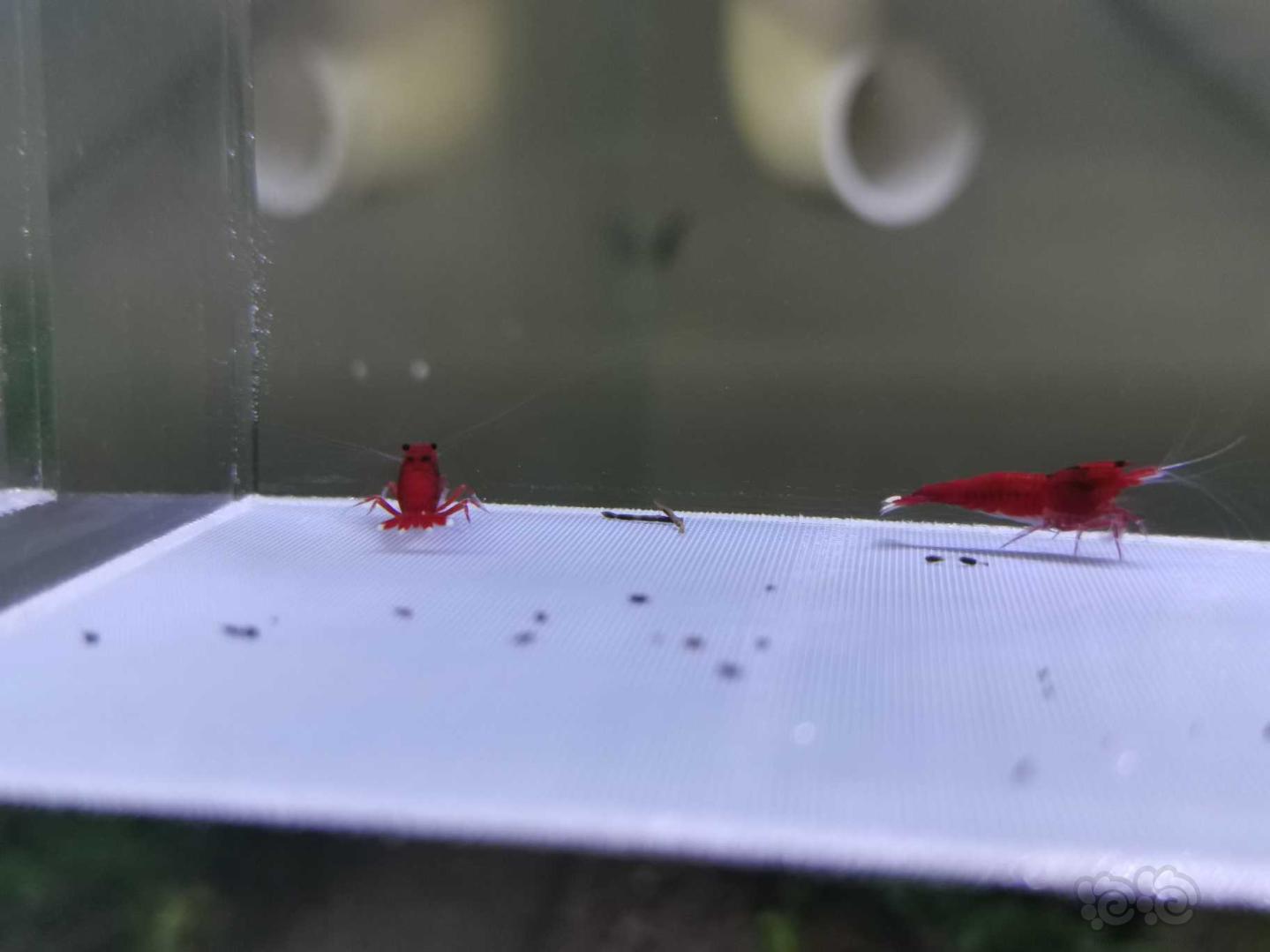 【虾】2019-10-1#RMB拍卖全红红钻水晶虾10只-图8