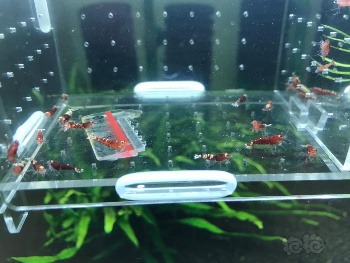 【虾】2019-10-14#RMB拍卖红虎p一份15只-图5