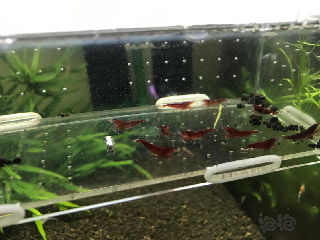 【虾】2019-10-15#RMB拍卖全红红钻公虾一份15只-图4