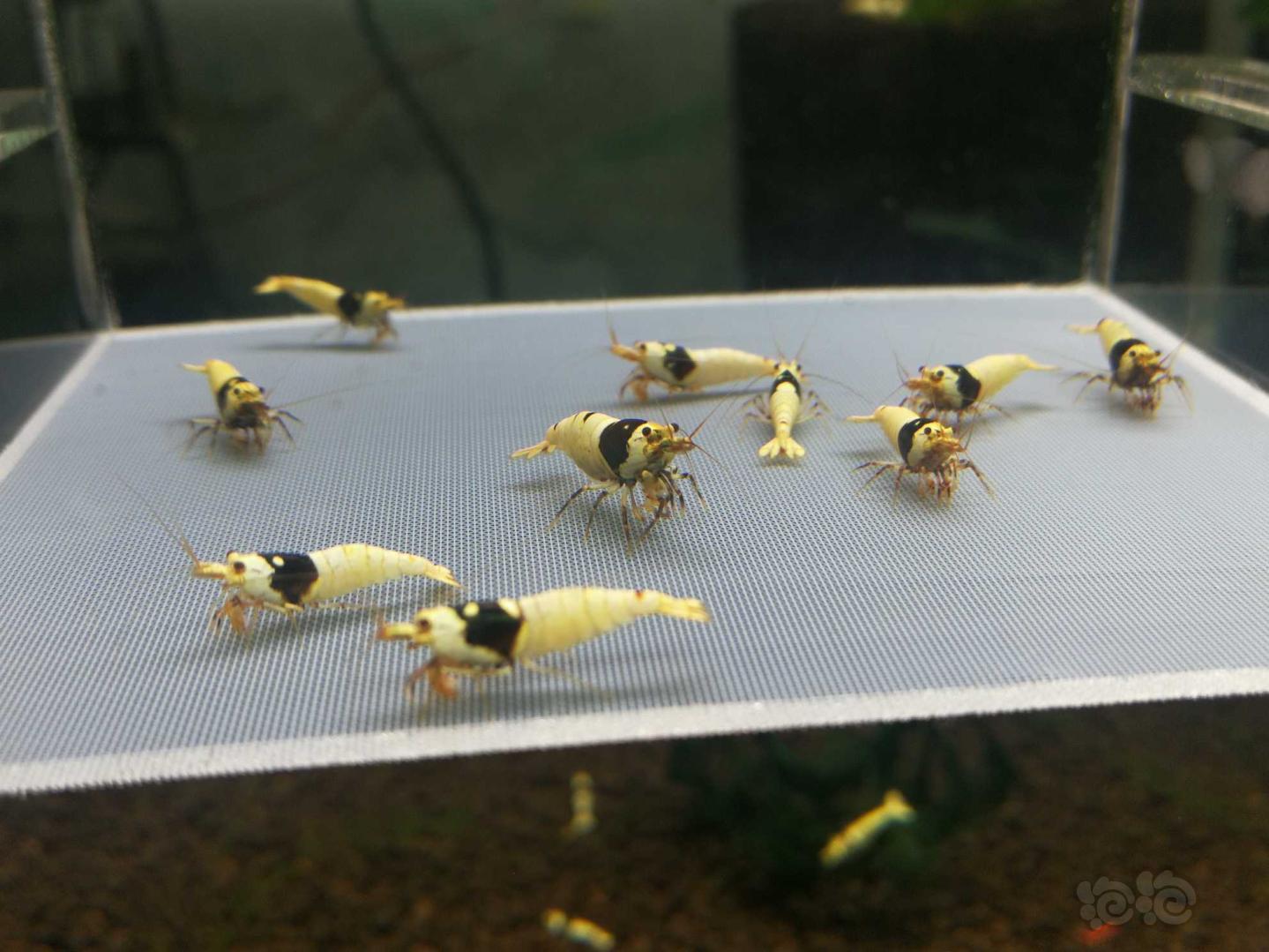 【虾】2019-10-07#RMB拍卖黑白水晶虾10只-图1