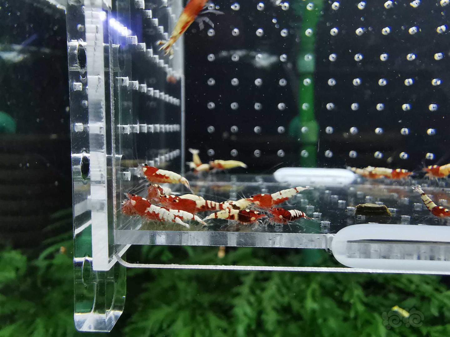 【虾】2019-10-06#RMB拍卖红姘头小虾30只-图1