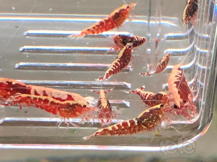 【虾】2019-10-21#RMB拍卖红银河水晶虾十二只-图2
