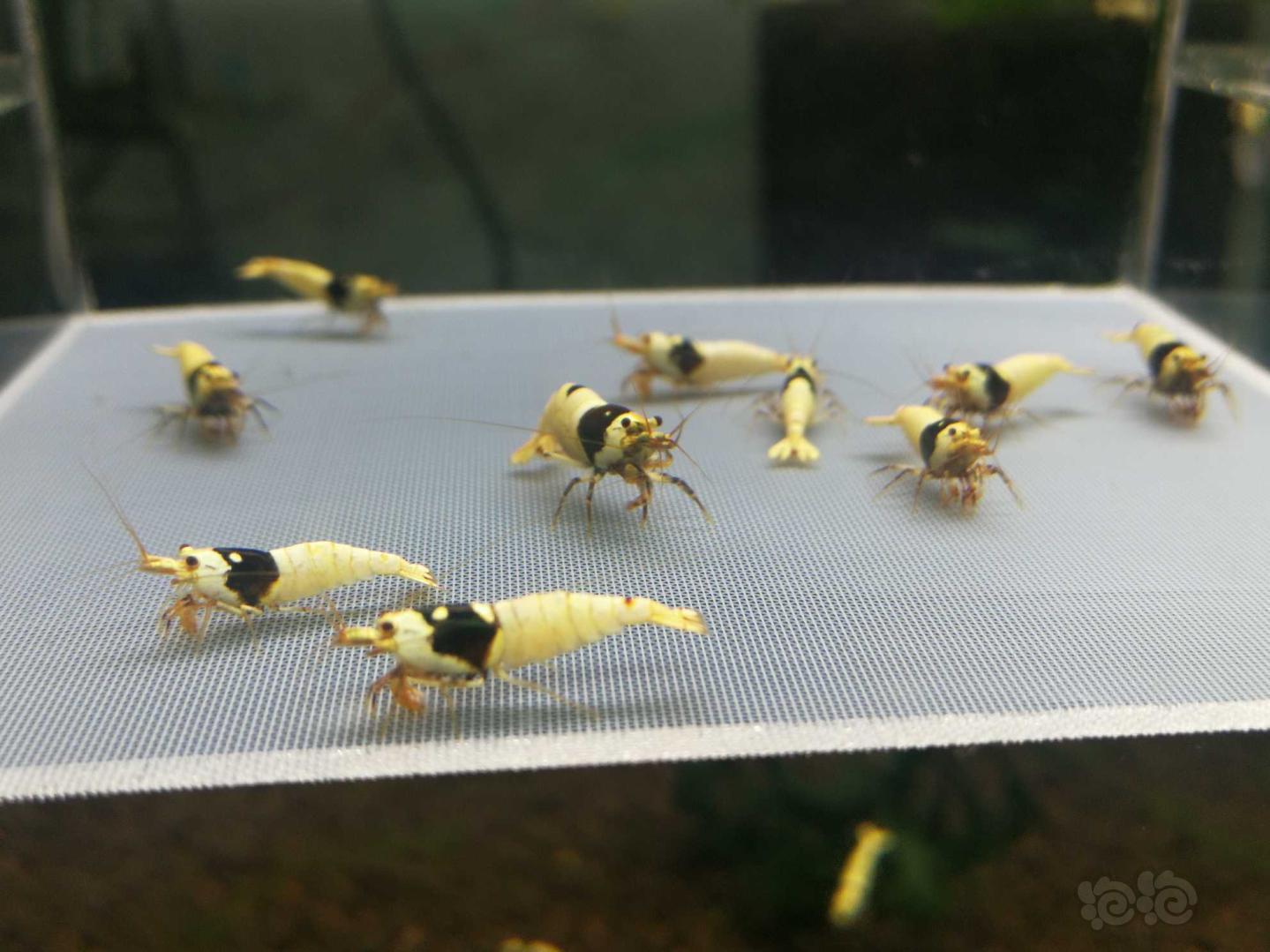 【虾】2019-10-07#RMB拍卖黑白水晶虾10只-图4