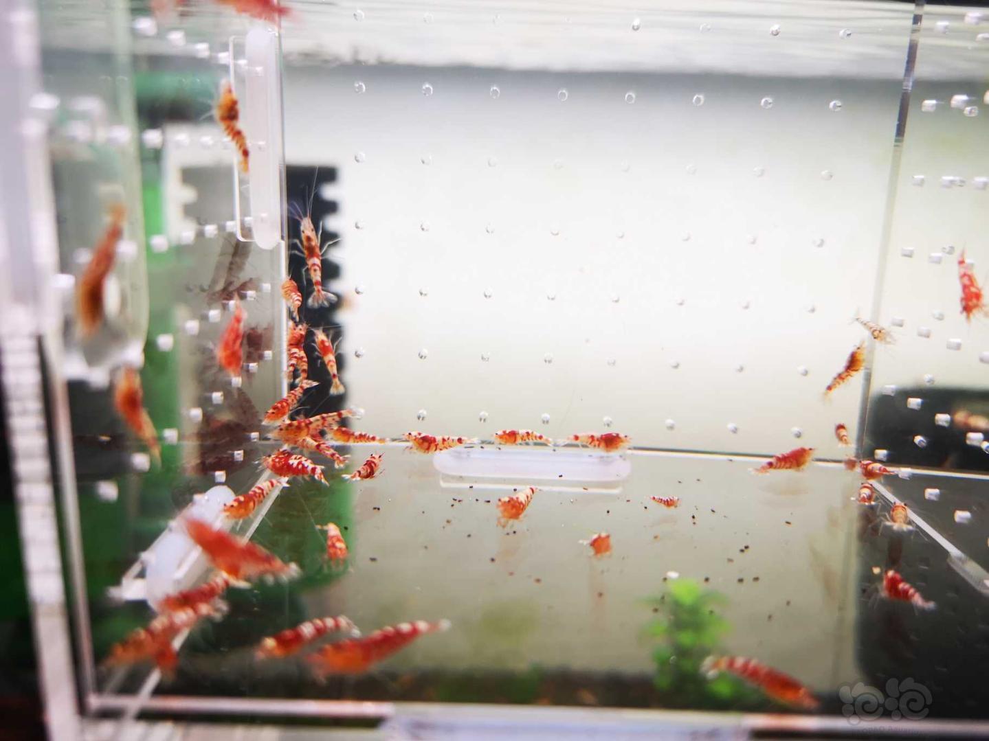【虾】2019-10-12#RMB拍卖红虎晶50只-图4