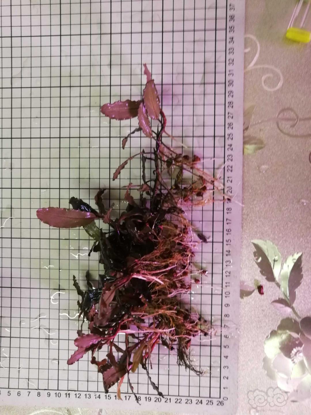 减密度出一大丛辣椒200拿走，主茎加侧茎能有70-80厘米-图6