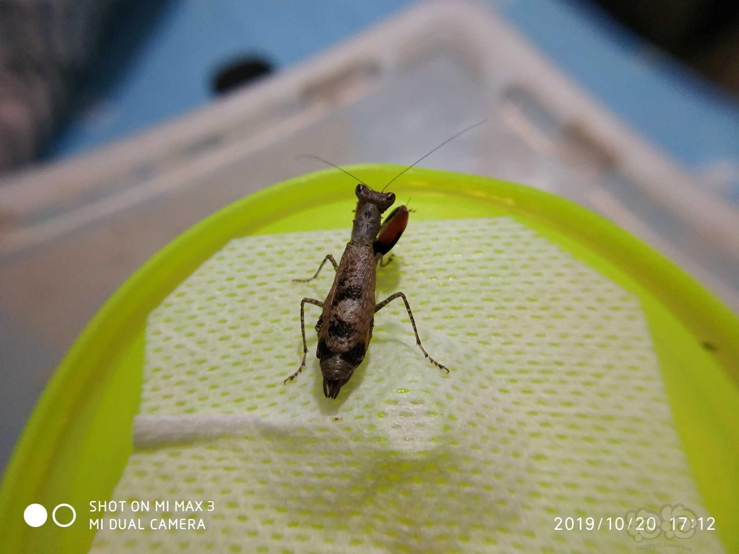 巨腿螳螂以成体