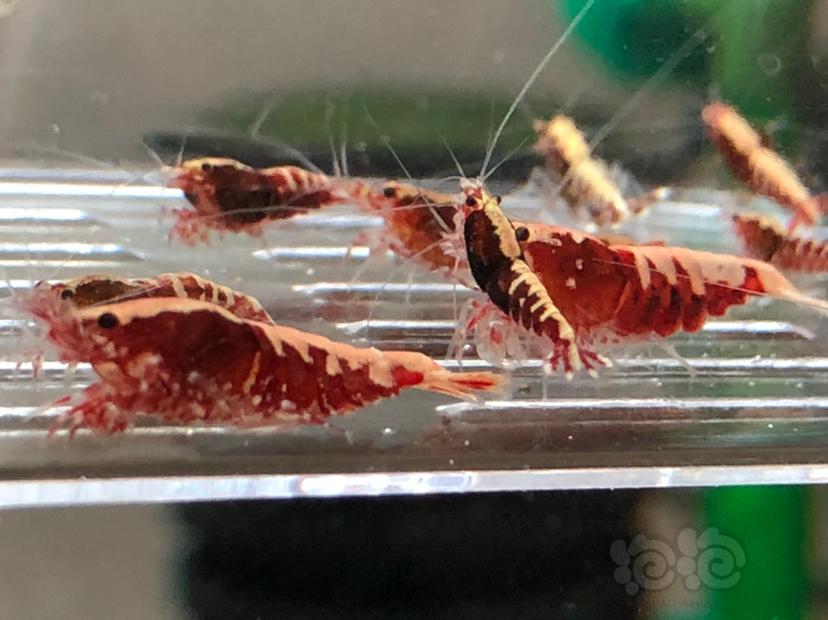 【虾】2019-10-21#RMB拍卖红银河水晶虾十二只-图8