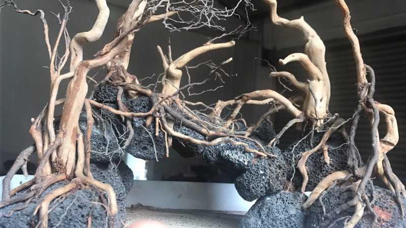 火山石杜鹃根造景