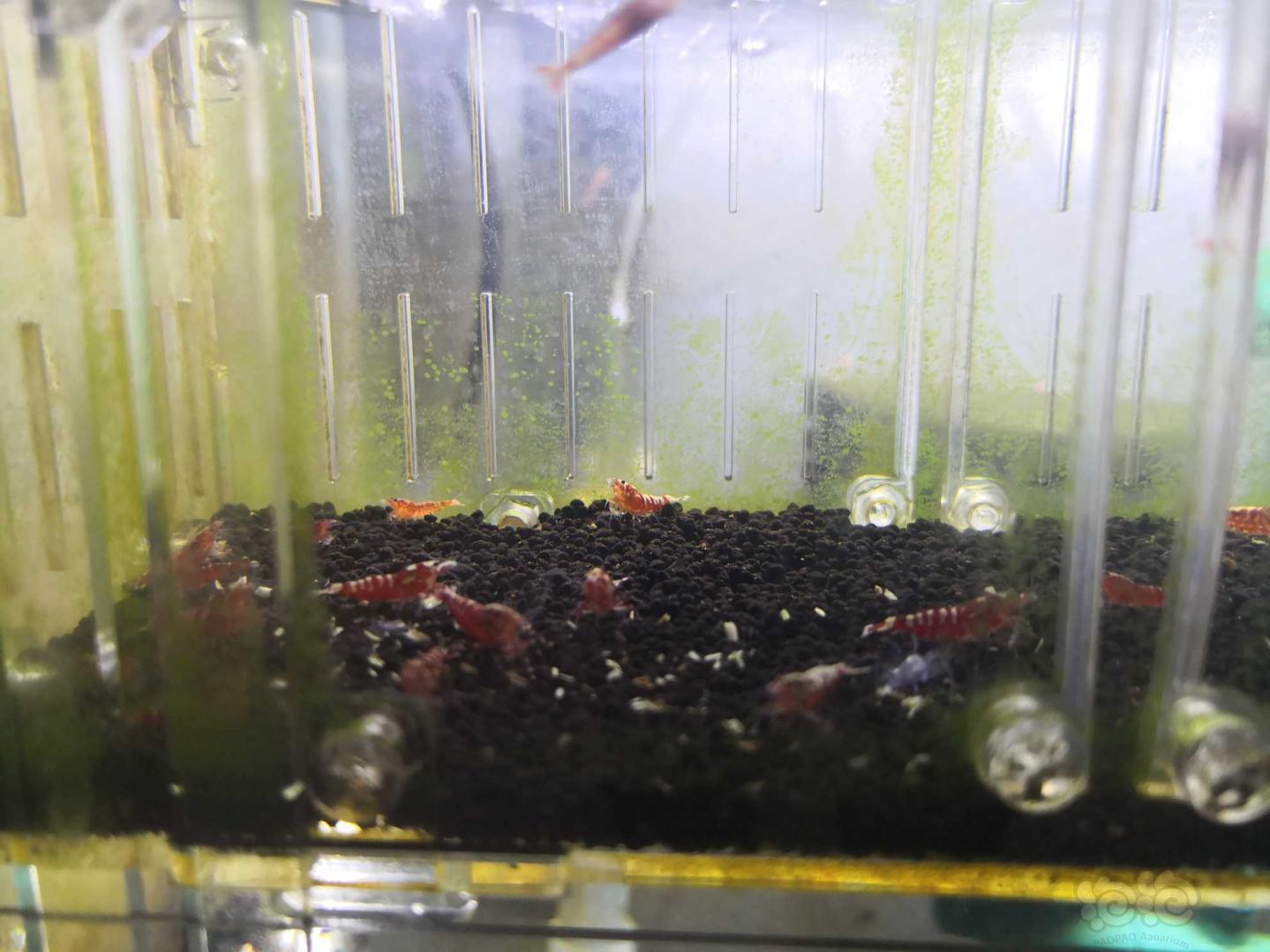 【虾】2019-10-06#RMB拍卖红银河小虾20只（图中隔离盒里的小不点顺手送了）-图1