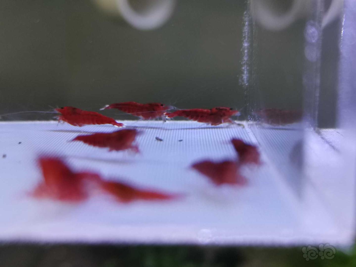 【虾】2019-10-1#RMB拍卖全红红钻水晶虾10只-图2