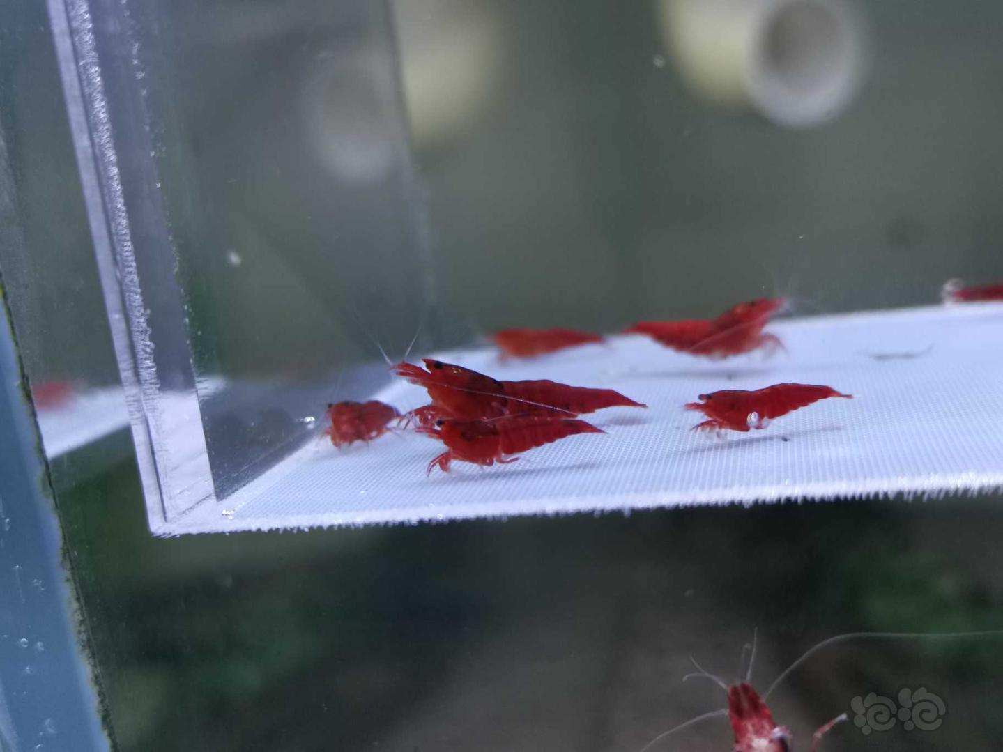 【虾】2019-10-5#RMB拍卖全红红钻水晶虾10只+2公-图2