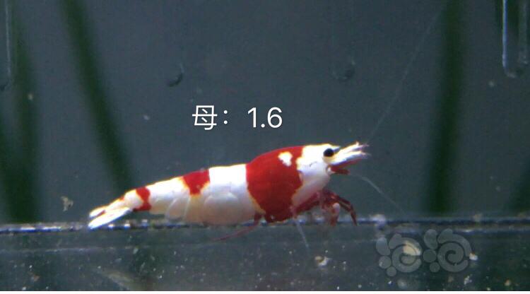 【虾】2019-10-03#RMB拍卖红白水晶虾七只-图5