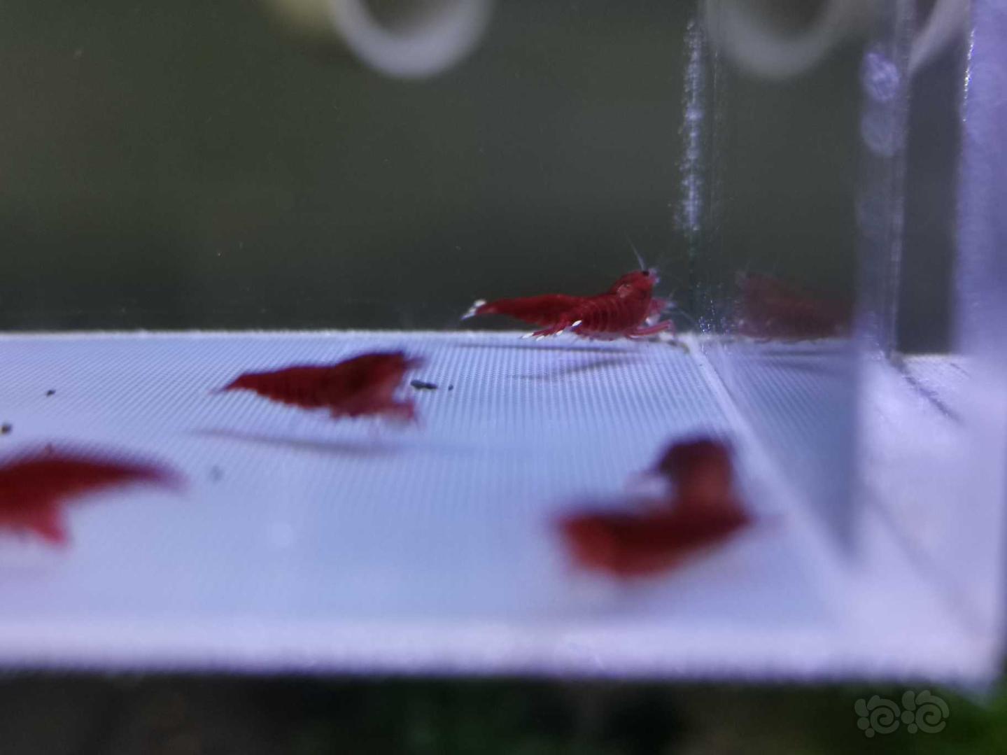 【虾】2019-10-1#RMB拍卖全红红钻水晶虾10只-图1