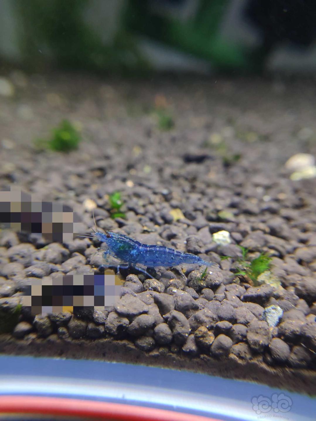 一只蓝虾✌✌-图1