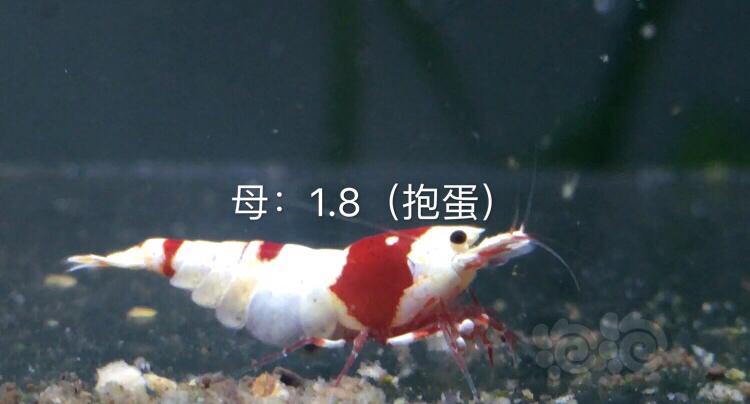 【虾】2019-10-03#RMB拍卖红白水晶虾七只-图3