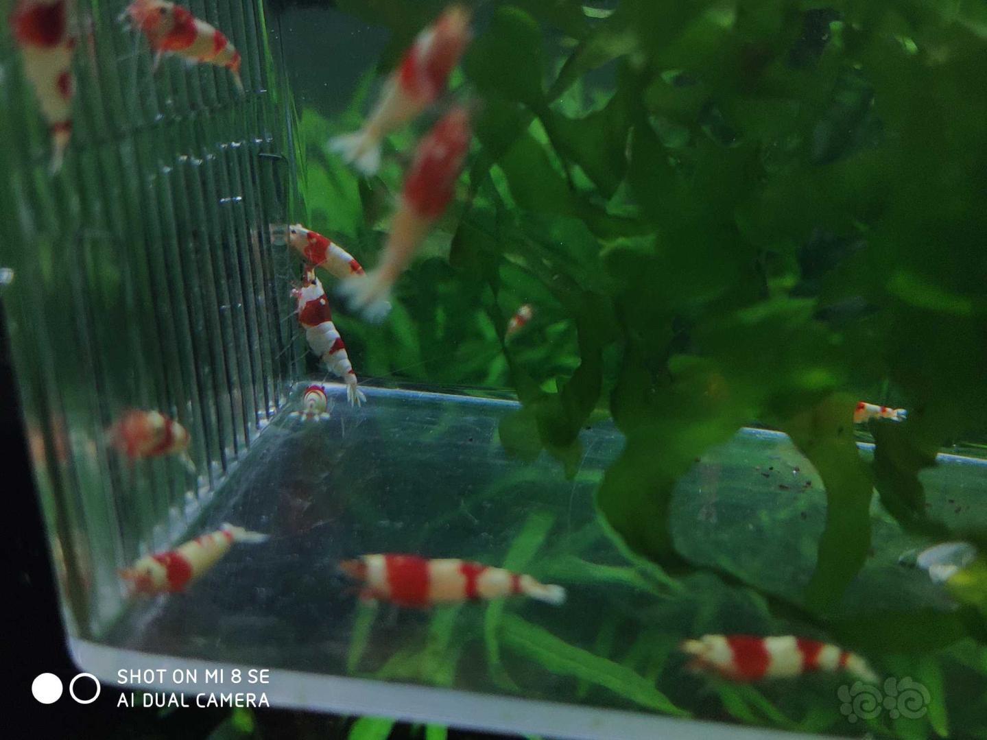 【虾】2019-10-07#RMB拍卖系统红白提缸挑出的淘汰虾33只。(1.0-1.4cm左右大小，-图1