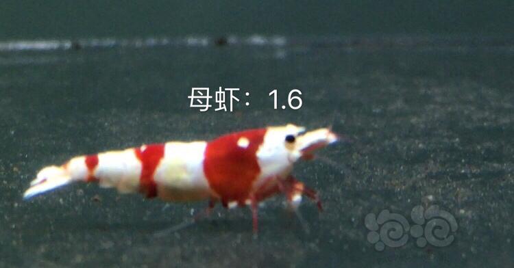 【虾】2019-10-21#RMB拍卖红白水晶虾十一只-图3