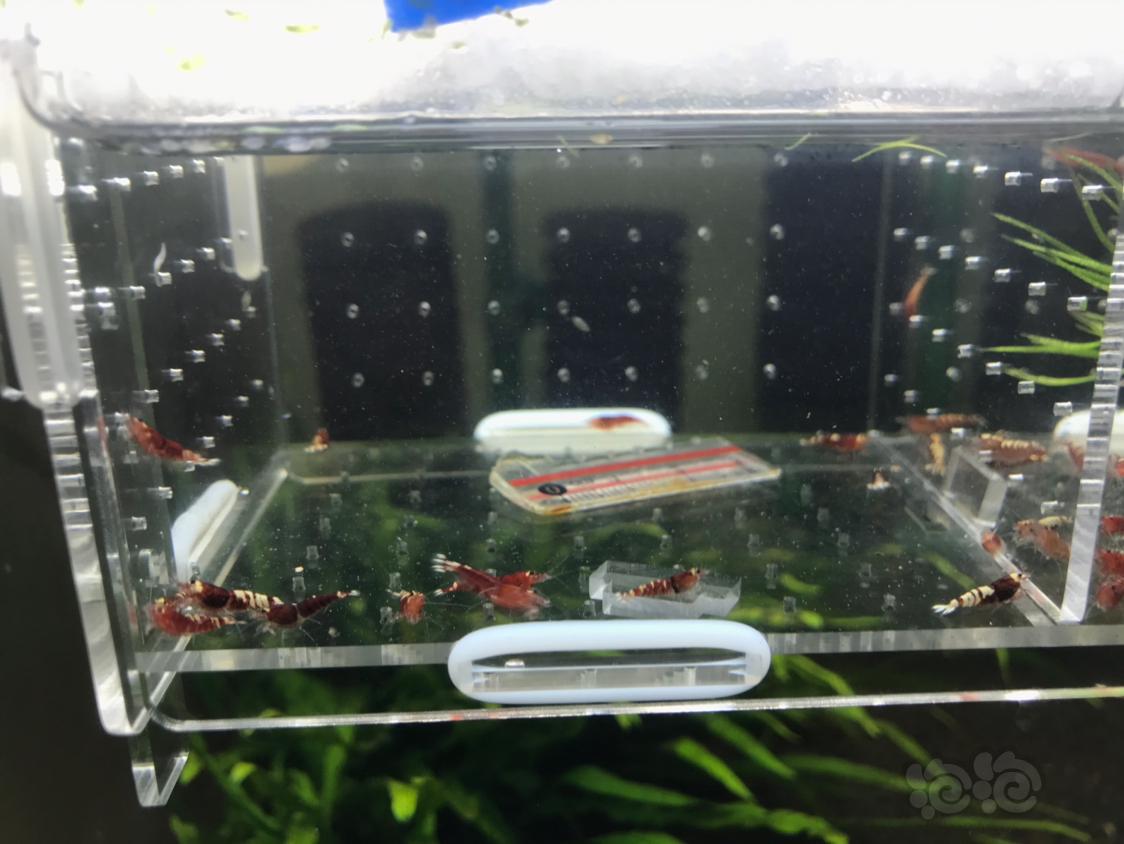 【虾】2019-10-14#RMB拍卖红虎p一份15只-图2