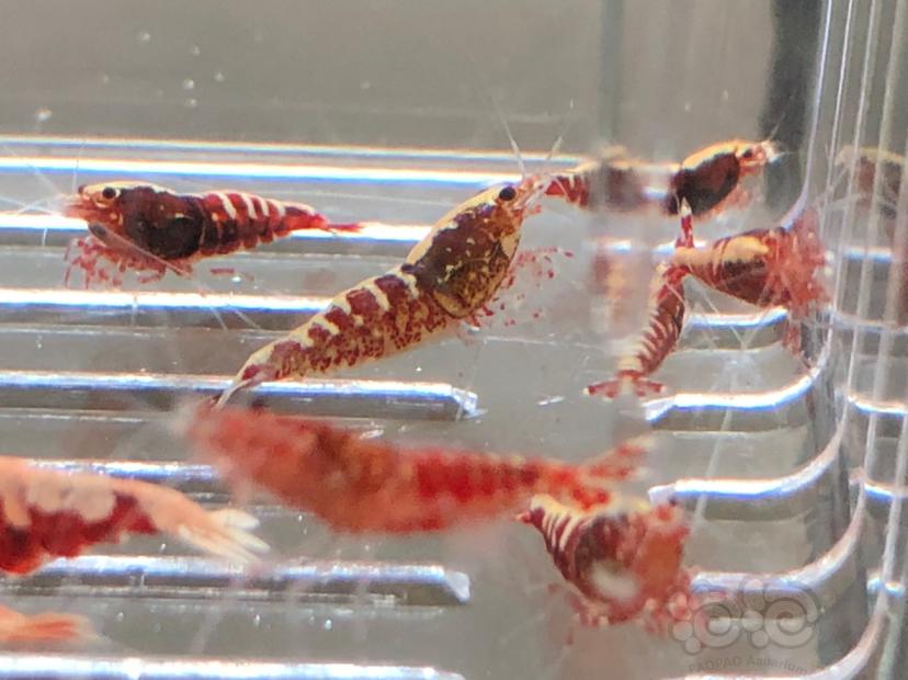 【虾】2019-10-21#RMB拍卖红银河水晶虾十二只-图5