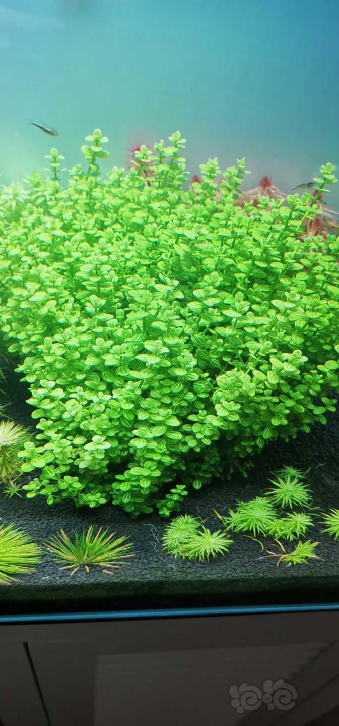 出一丛西瓜对叶