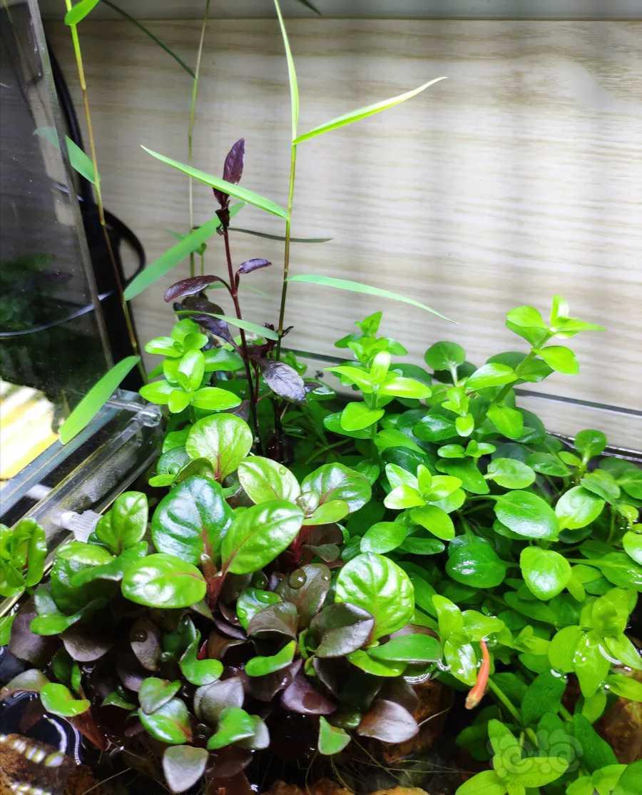 水上叶需要天天喷水吗