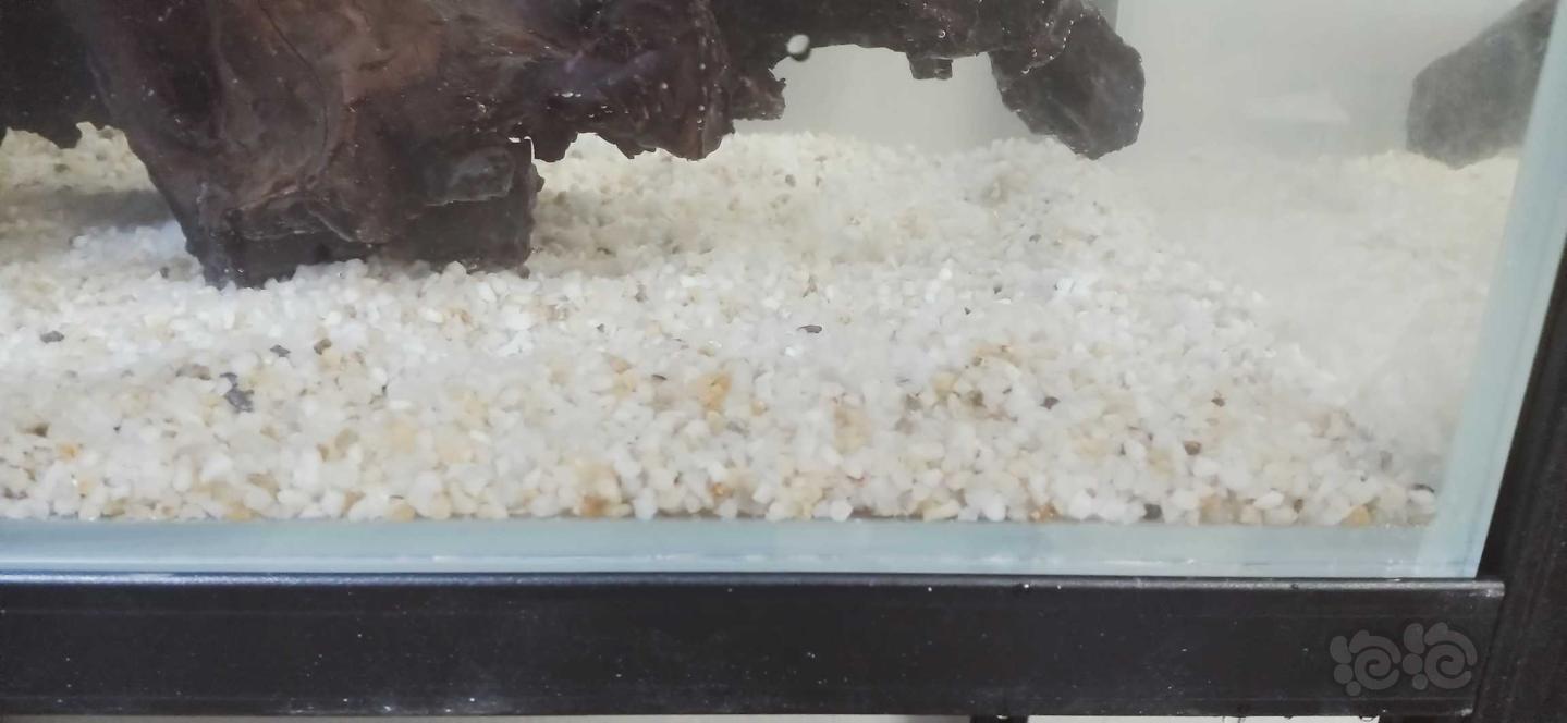 这种沙子能养鱼吗？-图3