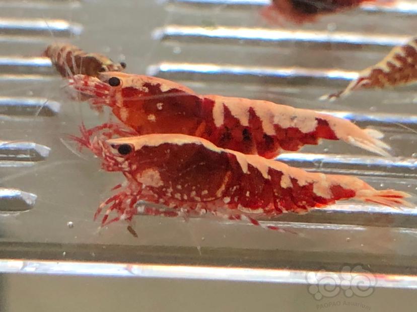 【虾】2019-10-21#RMB拍卖红银河水晶虾十二只-图4