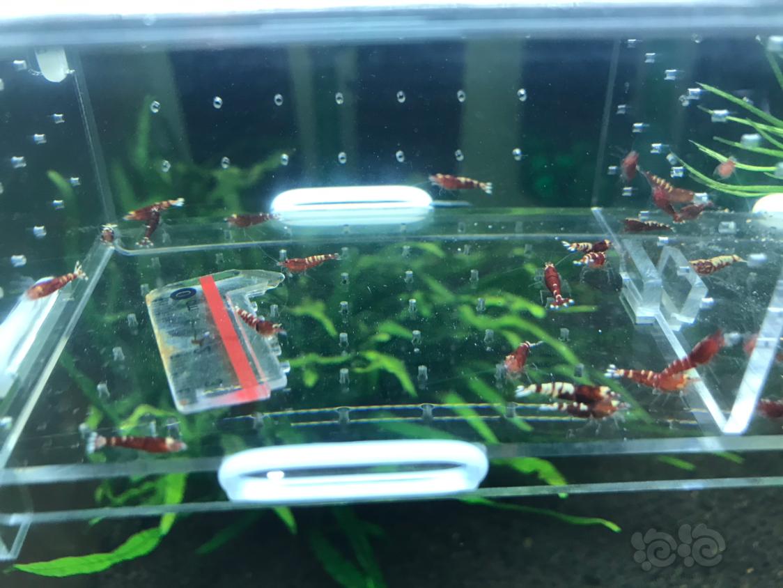 【虾】2019-10-14#RMB拍卖红虎p一份15只-图8