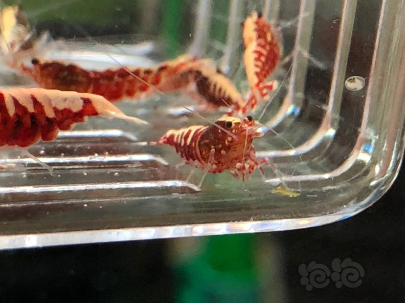 【虾】2019-10-21#RMB拍卖红银河水晶虾十二只-图7